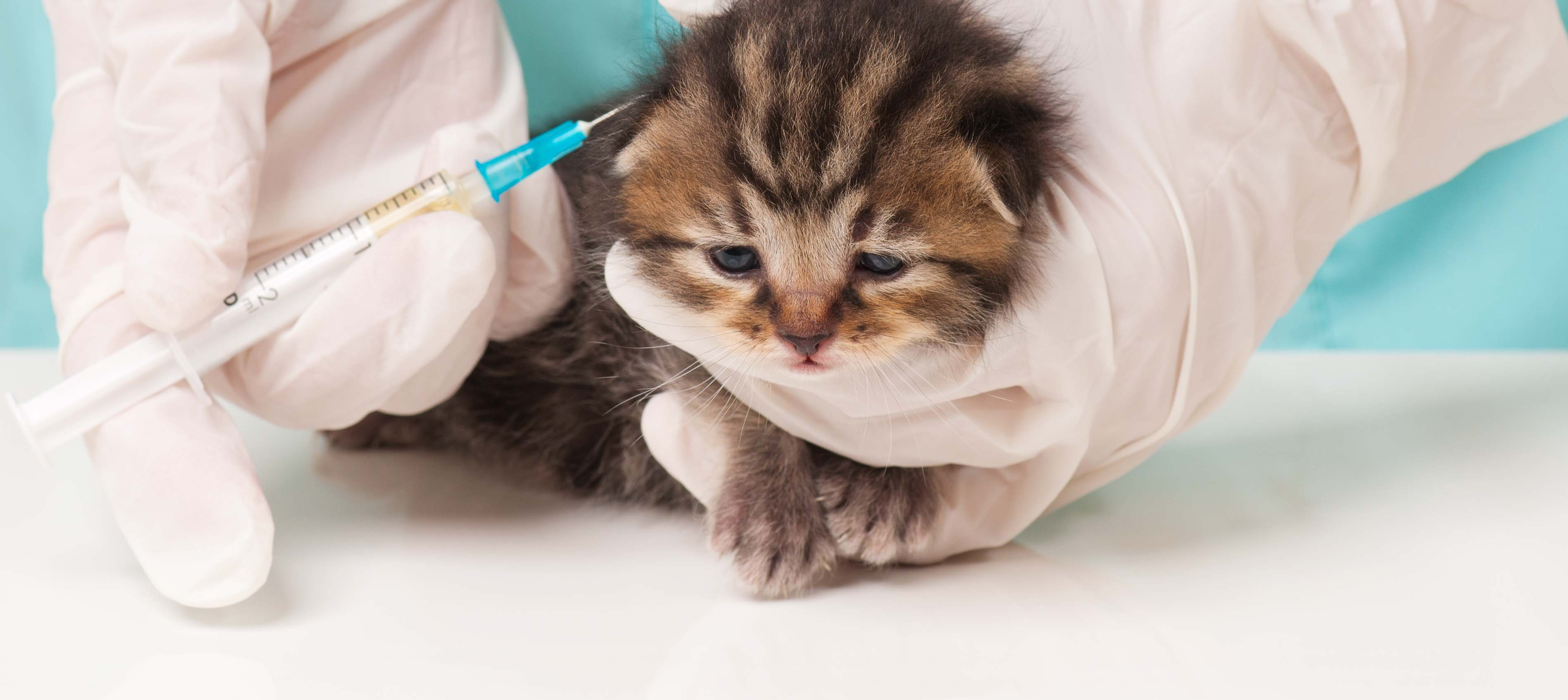 kitten vaccinations