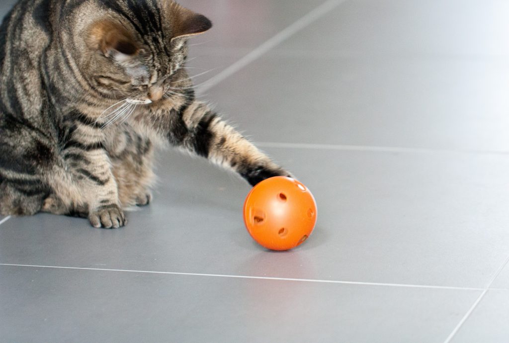 cat feeding ball