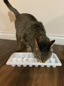 cat wet food puzzle